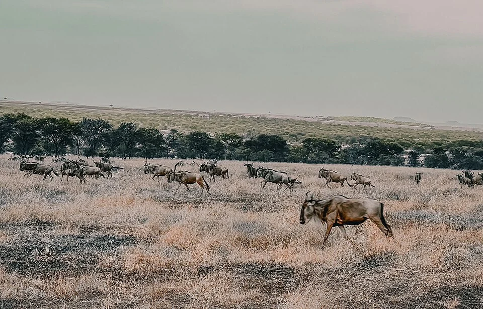 Dispersed wildebeest across dry grass in Serengeti National Park