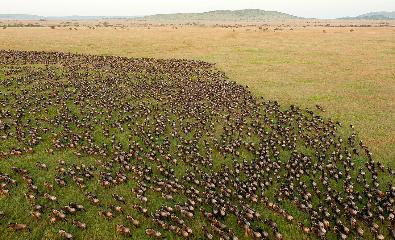 An aerial view of a dense wildebeest herd beside open grassland in the Serengeti
