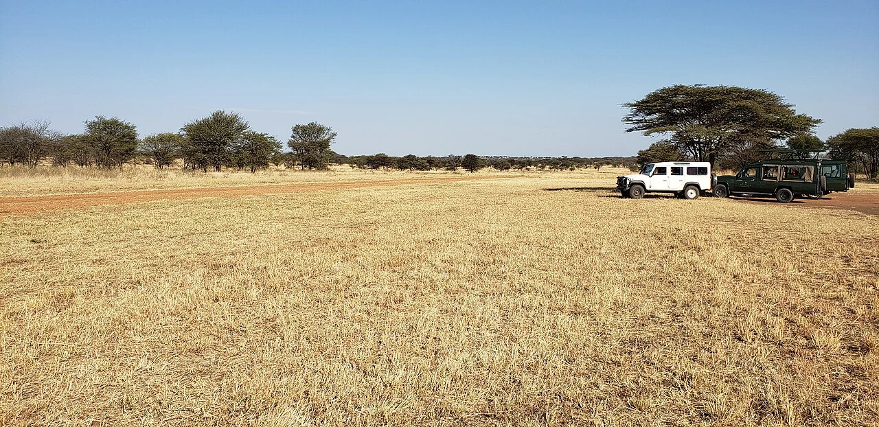 Safari vehicles beside the grass at Lobo Airstrip