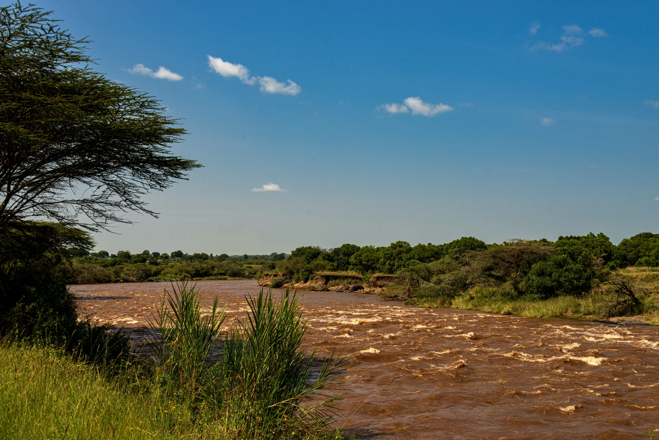 Brown Mara River water below a bank of grasses and trees