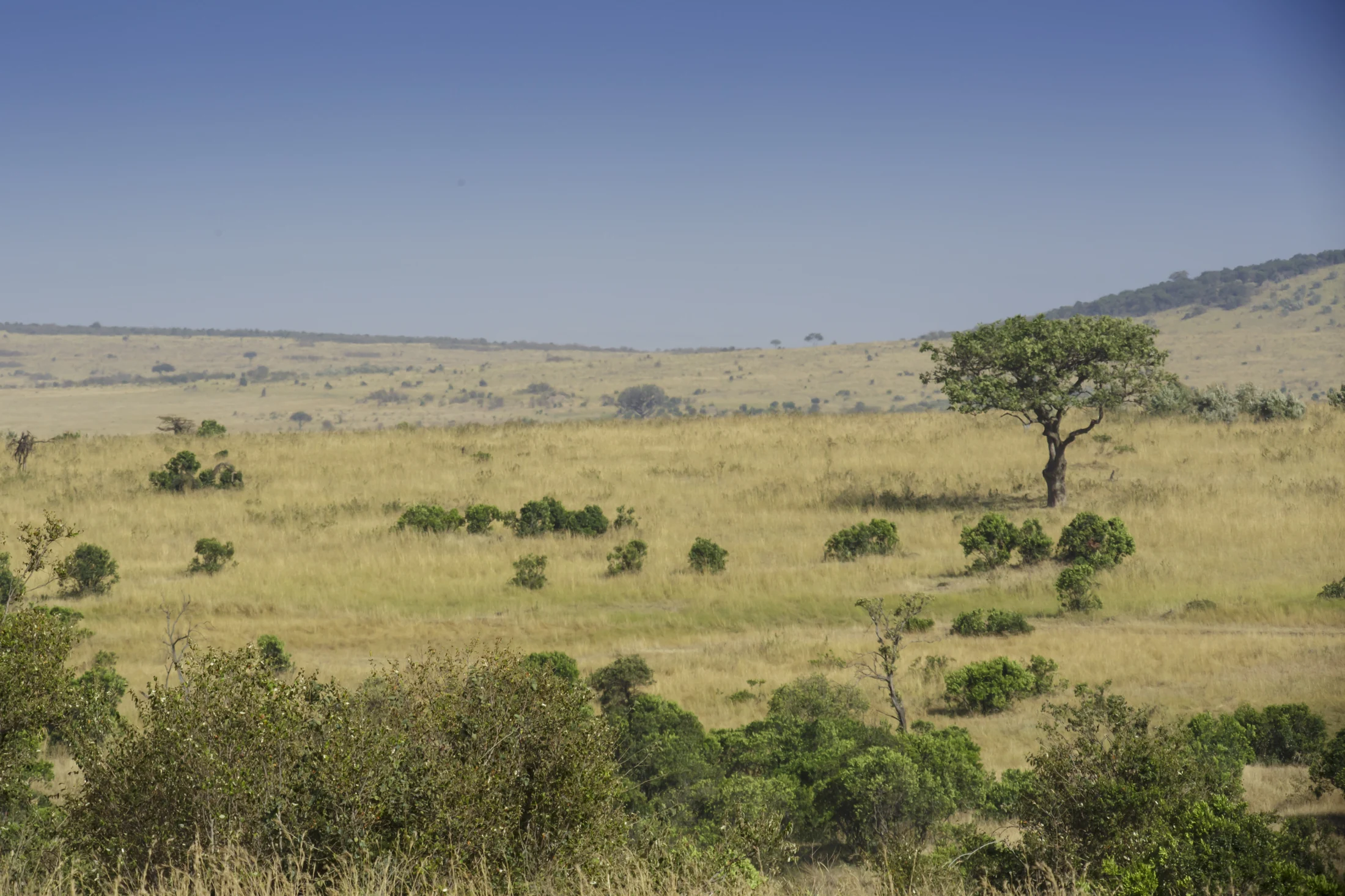 Open grassland and a scattered tree in the Maasai Mara National Reserve