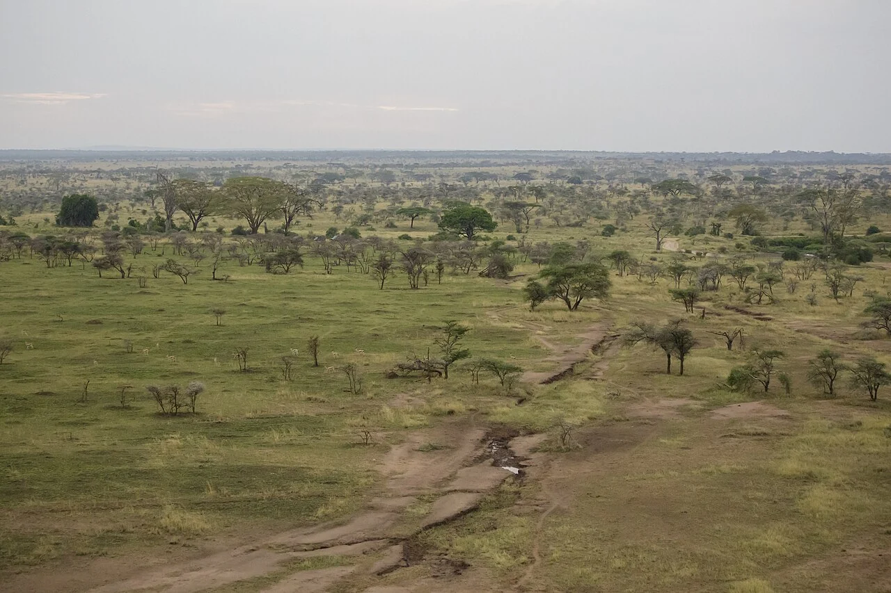 Grassland, scattered trees and a winding watercourse in the Serengeti
