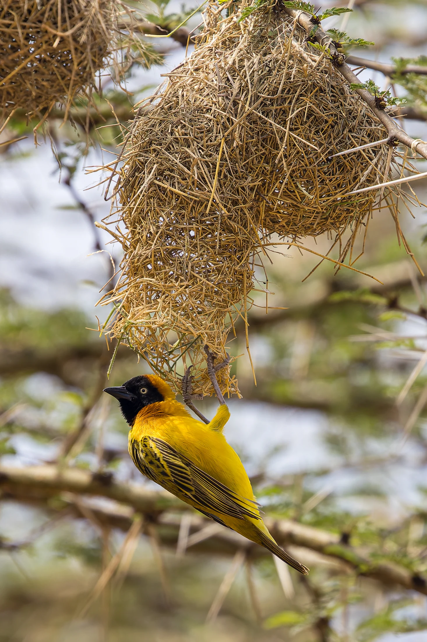 Lesser masked weaver beside a woven nest in the Serengeti
